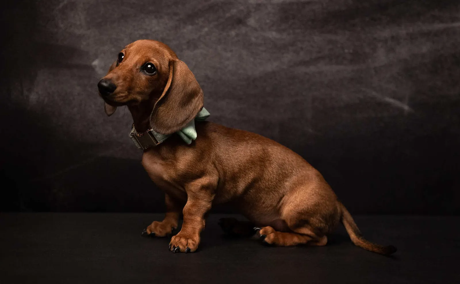 Tierfotografie im Wiener Fotostudio